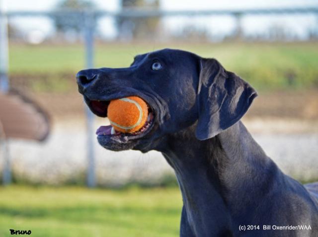 Bruno Ball (Medium)